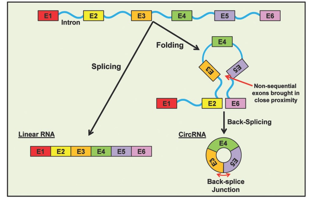 noncoding RNA.jpg